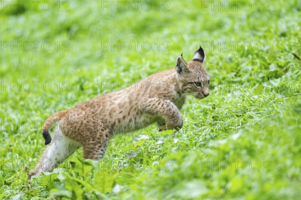 Eurasian lynx (Lynx lynx) youngster on a meadow, Bavaria, Germany, Europe