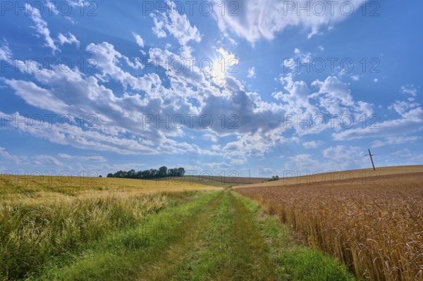 Path through golden fields with cloudy sky and bright sun in the sky, summer, Thüngen, Main Spessart district, Bavaria, Germany, Europe