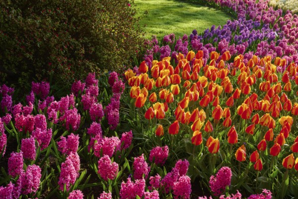 A flower bed with colourful tulips and hyacinths, Keukenhof, Lisse, province of South Holland, Netherlands