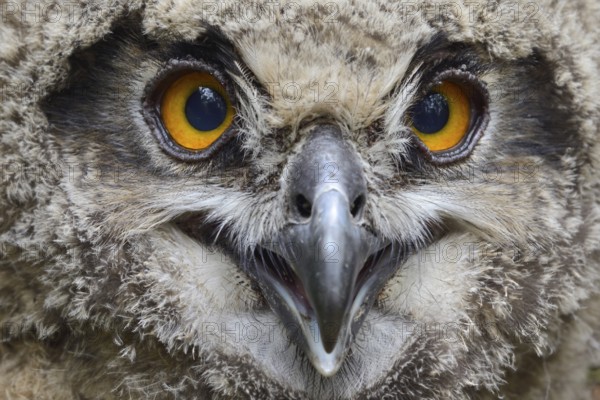 European eagle owl (Bubo bubo), young bird, not yet fledged branchling after jumping out of the nest, is still unable to fly, sitting on the ground, close-up during ringing, head portrait, face of a young owl, very detailed picture, native bird world, animal world, nature, wildlife