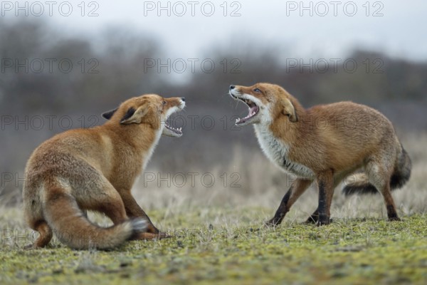 Snarling... Red fox (Vulpes vulpes), two foxes, red foxes have come into conflict during the breeding season, threaten each other, fight with each other, compete, show their teeth with wide open muzzle, territorial behaviour, territorial dispute, native wildlife, nature, native nature, North Holland, Netherlands, Western Europe
