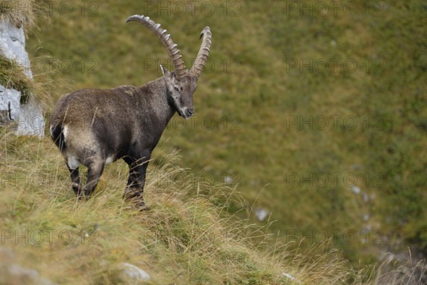In the territory of the ibex... Alpine ibex (Capra ibex), ibex in steep terrain on a mountain meadow in the Alps, High Alps, Alps, Bernese Oberland, Switzerland, Western Europe, Europe