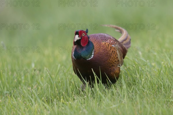 In the tall grass... Hunting pheasant (Phasianus colchicus), pheasant, magnificent pheasant cock, running through a fresh green meadow towards the camera, Lower Rhine, North Rhine-Westphalia, Germany, Western Europe, Europe