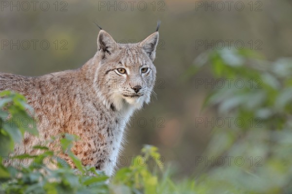 Brush ears and whiskers... Eurasian lynx (Lynx lynx) standing with focussed gaze between bushes in a spot of light, fine, detailed image in the most beautiful light, Germany, Western Europe, Europe