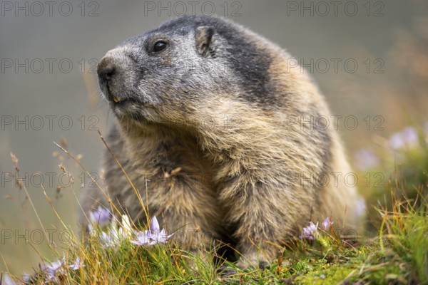Alpine marmot (Marmota marmota) in autumn, Grossglockner, High Tauern National Park, Austria, Europe