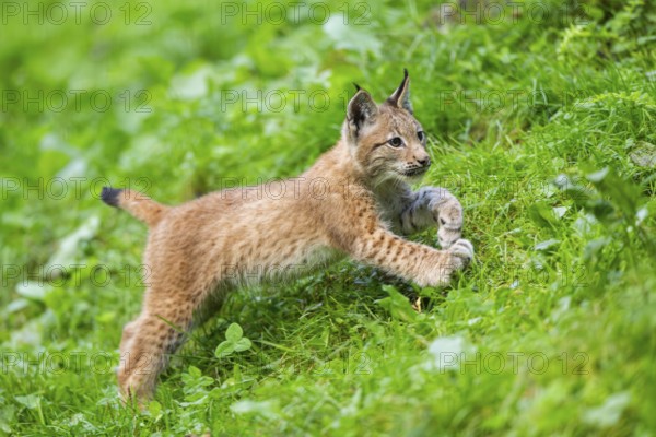 Eurasian lynx (Lynx lynx) youngster on a meadow, Bavaria, Germany, Europe
