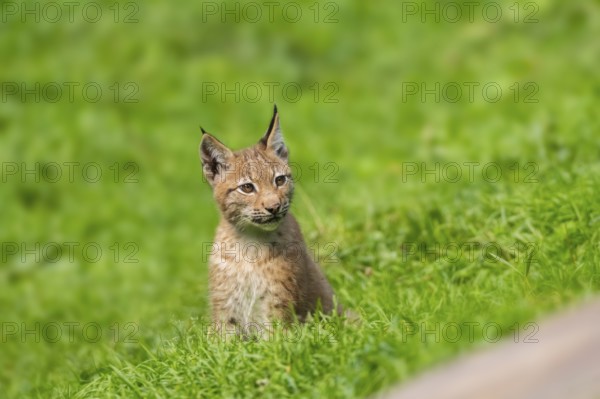 Eurasian lynx (Lynx lynx) youngster on a meadow, Bavaria, Germany, Europe