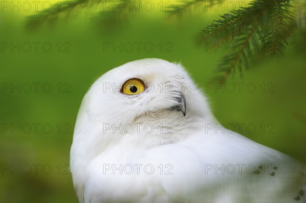 Snowy owl (Bubo scandiacus), portrait, Bavaria, Germany, Europe