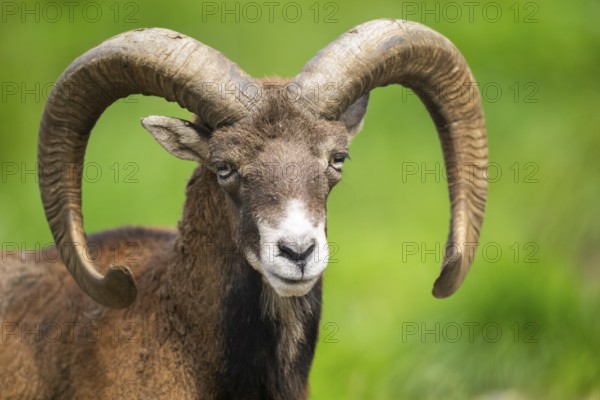 European mouflon (Ovis aries musimon ram (male) portrait, Austria, Europe