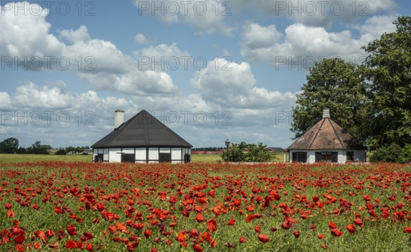Field with flowering Poppy (Papaver rhoeas) a cottages in Ingelstorp, Ystad municipality, Skåne county, Sweden, Scandinavia, Europe