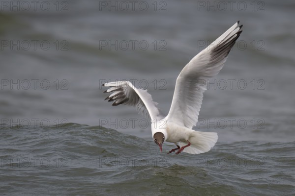 Black-headed gull (Chroicocephalus ridibundus) in summer plumage, flying above the water surface, looking for small fish, near Hvide Sande, Ringkøbing Fjord, North Sea, Denmark, Europe