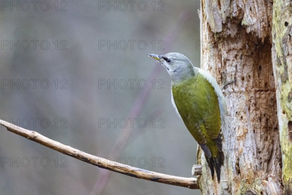Grey-headed Woodpecker (Picus canus) wbl Germany
