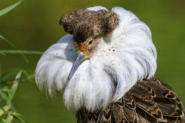 Detailed study of a bird with splendid white neck plumage and brown head, Ruff (Calidris pugnax, Syn.: Philomachus pugnax), France, Europe