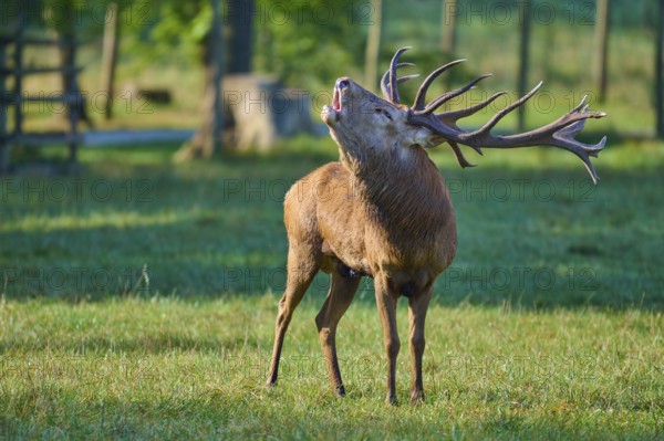 Red deer (Cervus elaphus), with impressive antlers, during the rutting season, standing on a green meadow in the sunshine, Germany, Europe