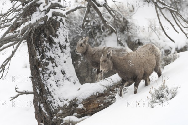Rocky Mountain bighorn sheep (Ovis canadensis), adult female with a yearling in winter with heavy snowfall, bighorn sheep are survival artists that can cope with difficult and extreme conditions, wildlife, nature in Yellowstone NP, USA, Yellowstone, Wyoming, North America, United States of America, North America