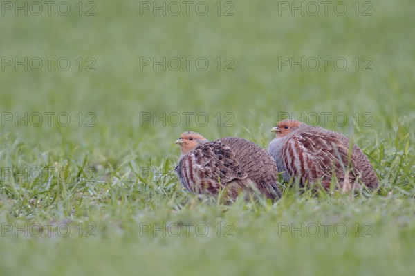 In pairs... Grey partridges (Perdix perdix) crouching in green grass, in a field in young winter wheat, species severely threatened by the intensification of agriculture, also have numerous predators, Lower Rhine, Rhineland, North Rhine-Westphalia, Germany, Western Europe, Europe
