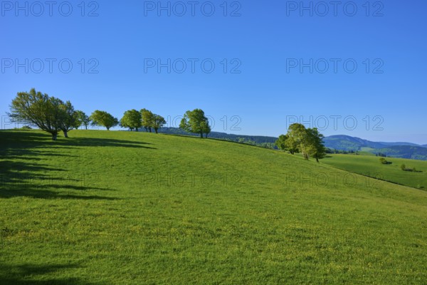 Green hilly terrain with scattered beech trees under a blue sky, spring, Schauinsland, Freiburg im Breisgau, Black Forest, Baden-Württemberg, Germany, Europe