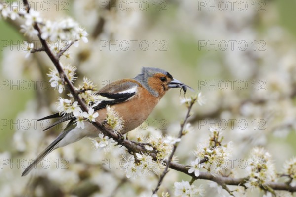 With prey... Chaffinch (Fringilla coelebs), male in splendid plumage sitting in a hawthorn bush, holding a captured insect in its beak, native birds, wildlife, nature, Lower Rhine, Rhine district Neuss, North Rhine-Westphalia, Germany, Western Europe, Europe