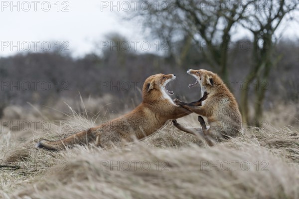 Roll backwards... Red fox (Vulpes vulpes), two red foxes, foxes fighting, threatening, fighting with each other, fighting fox, North Holland, Netherlands, Western Europe