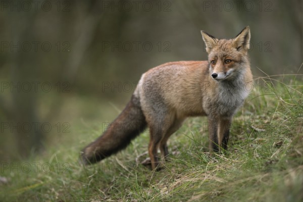 In beautiful, thick winter fur... Red fox (Vulpes vulpes), fox on a mountain meadow, on a slope in the grass, looking around, native nature, North Rhine-Westphalia, Sauerland, Germany, Western Europe, Europe