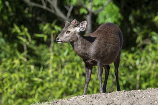 Reeves's muntjac, Chinese muntjac (Muntiacus reevesi) native to south-eastern China and introduced in UK, Ireland, Netherlands, Belgium, and Japan, Europe