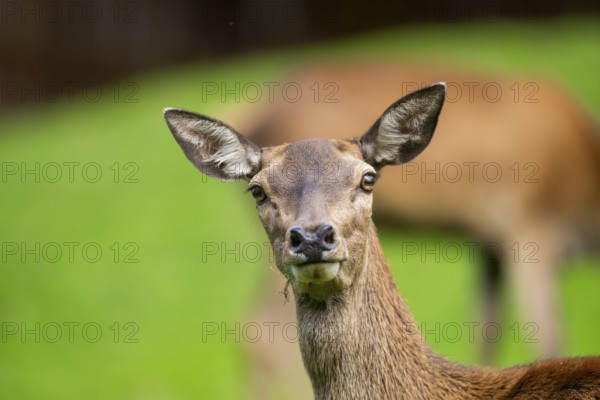 Red deer (Cervus elaphus) hind, portrait, Austria, Europe
