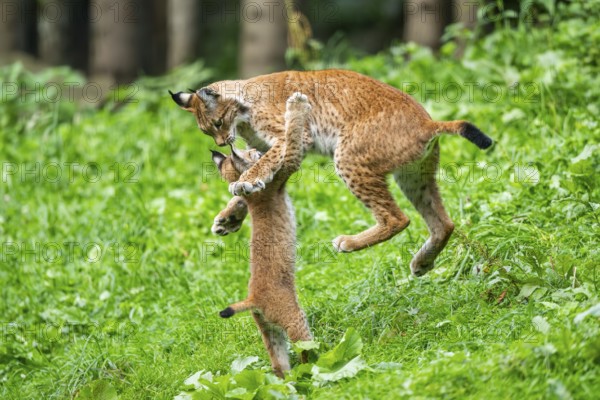 Eurasian lynx (Lynx lynx) youngster on a meadow, Bavaria, Germany, Europe