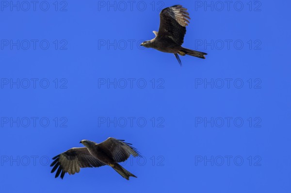 Two birds of prey flying close together against the blue sky, a picture full of grace, Red Kite, (Milvus milvus) wildlife, Germany, Europe