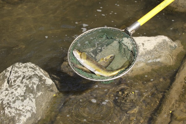 Fishing with current, stunned brown trout in landing net, Mindelheim town stream, Allgäu, Bavaria, Germany, Allgäu, Bavaria, Germany, Europe