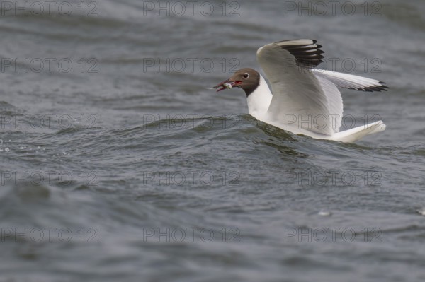 Black-headed gull (Chroicocephalus ridibundus) in summer plumage, swimming with a small fish in its beak, near Hvide Sande, Ringkøbing Fjord, North Sea, Denmark, Europe