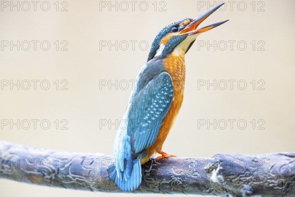 Kingfisher (Alcedo atthis) Germany