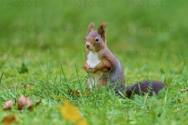 Eurasian squirrel (Sciurus vulgaris), sitting upright in the grass and looking around attentively, Germany, Europe