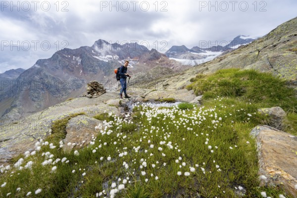 Cottongrass in high mountain landscape, mountaineer on a hiking trail, behind Übeltalferner, Stubai Alps, South Tyrol, Italy, Europe