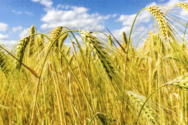 Grain field, in front of harvest, barley, near Bottrop-Kirchhellen, North Rhine-Westphalia, Germany, Europe