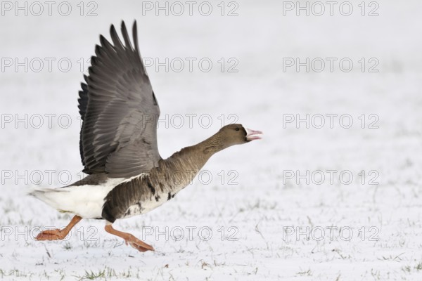 With a run-up... White-fronted goose (Anser albifrons) starts in the snow, runs up, flies off, relatively common wild goose, but only seen here in winter, typical features are the pink bill with the white pallor and the stripes on the belly, Lower Rhine, North Rhine-Westphalia, Germany, Western Europe, Europe