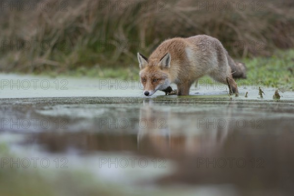 In the swamp... Red fox (Vulpes vulpes) crosses a marshy stream, runs through water, hunts, is on the hunt, particularly deep, natural perspective, native nature, North Holland, Netherlands, Western Europe