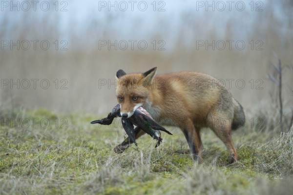 Red fox (Vulpes vulpes), fox with prey in catch, has captured a duck, successful hunter, native predator, predatory game, small game, predator, native wildlife, nature, wildlife, native nature, North Holland, Netherlands, Western Europe