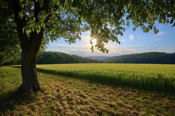A cherry tree in the foreground and a sunny sky over a green meadow, summer, Reichartshausen, Amorbach, Miltenberg district, Odenwald, Bavaria, Germany, Europe