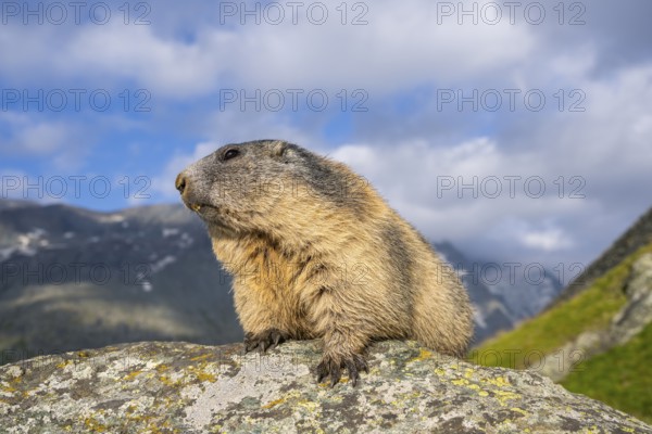 Alpine marmot (Marmota marmota) in autumn, Grossglockner, High Tauern National Park, Austria, Europe