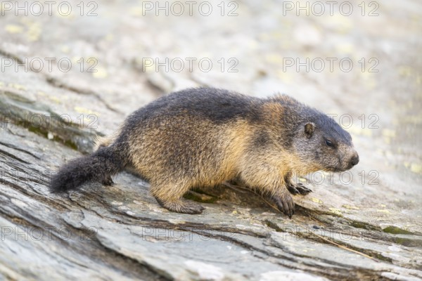 Alpine marmot (Marmota marmota) youngster in autumn, Grossglockner, High Tauern National Park, Austria, Europe