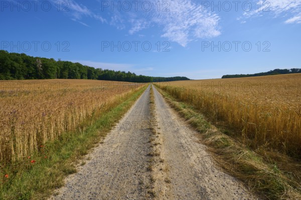Small country lane between golden and green forest on a clear summer day, summer, Retzstadt, Main Spessart district, Bavaria, Germany, Europe