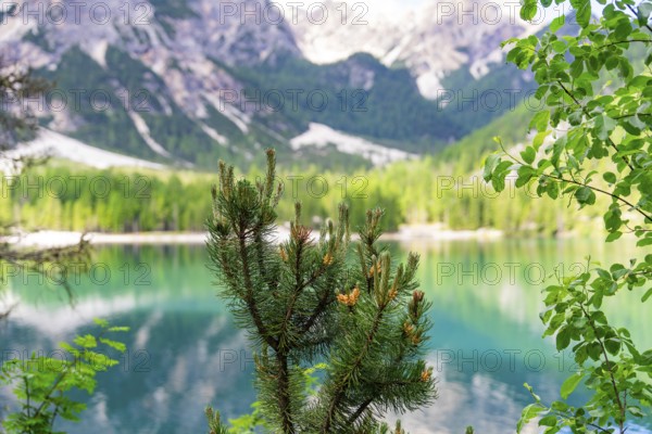 A conifer in the foreground with a green mountain lake and majestic mountains in the background, Lake Braies, South Tyrol, Dolomites, Italy, Europe
