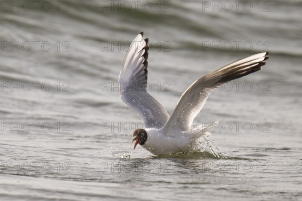 Black-headed gull (Chroicocephalus ridibundus) in summer plumage, flying above the sea surface, looking for small fish, near Hvide Sande, Ringkøbing Fjord, North Sea, Denmark, Europe