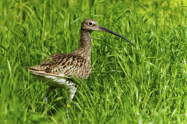 A bird with a long beak stands in the green grass, curlew, (genus Numenius), France, Europe