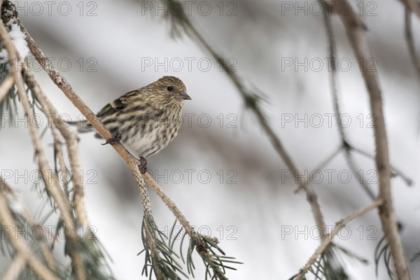 Small but beautiful... Pine siskin (Spinus pinus) in the branches of a coniferous tree, inconspicuous but pretty songbird, typical forest bird, small bird in the coniferous forests of the Rocky Mountains, America, nature in Yellowstone NP, Wyoming, North America, United States of America