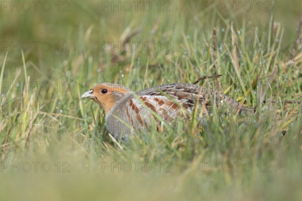 In the meadow... Grey partridge (Perdix perdix) huddles on the ground, seeks shelter, fieldfare highly endangered due to habitat loss, threatened almost everywhere, species highly endangered due to habitat loss and predators, formerly very common, native birdlife, wildlife, nature, North Rhine-Westphalia, Germany, Western Europe, Europe