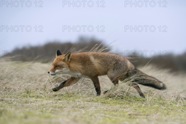 Red fox (Vulpes vulpes) hunting in open grassland, running over a small hill, seems attentively focussed, side view, wildlife, native nature, North Holland, Netherlands, Western Europe