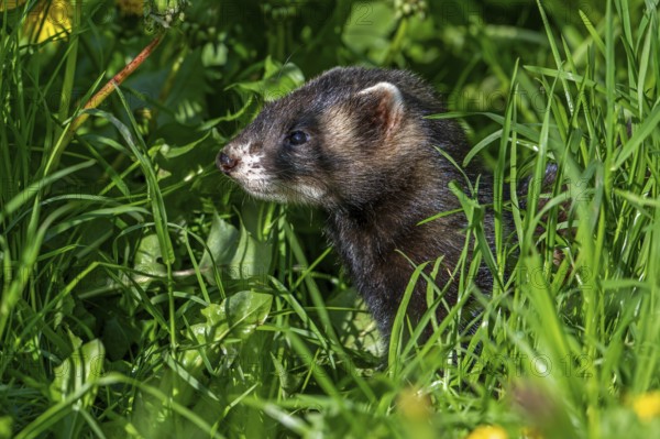 European polecat (Mustela putorius) on the hunt, looking for prey in meadow, pasture with dandelions in flower in spring