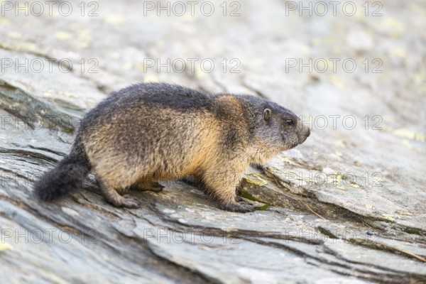 Alpine marmot (Marmota marmota) youngster in autumn, Grossglockner, High Tauern National Park, Austria, Europe