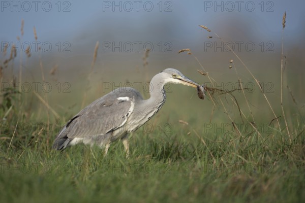 Catching mice... Grey heron (Ardea cinerea) after successfully catching prey with a mouse in its beak in the natural environment of a meadow, native nature, Bislicher Insel, Wesel district, Lower Rhine, North Rhine-Westphalia, Germany, Western Europe, Europe